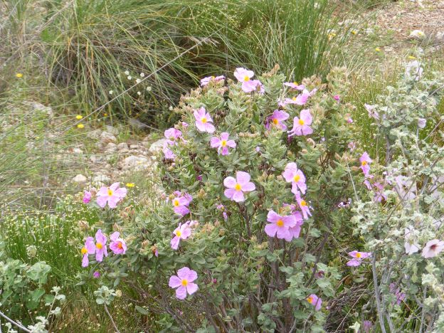 Bloemen Espuna.jpg